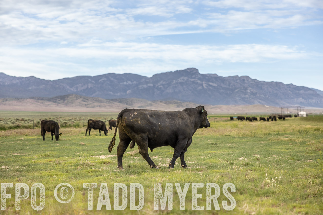 TMyers_PP_Perigo_Nevada_June2023-514453