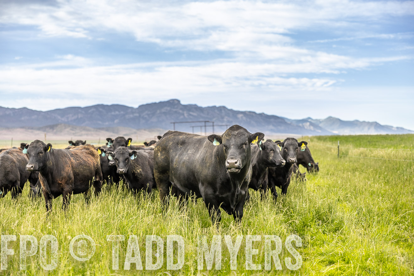 TMyers_PP_Perigo_Nevada_June2023-514978