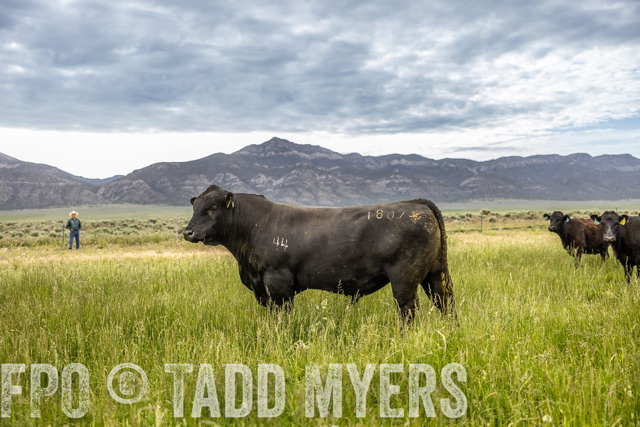TMyers_PP_Perigo_Nevada_June2023-515012