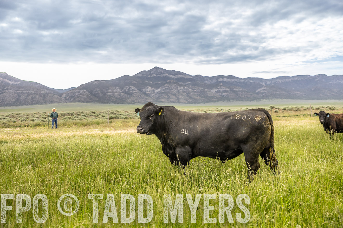TMyers_PP_Perigo_Nevada_June2023-515014