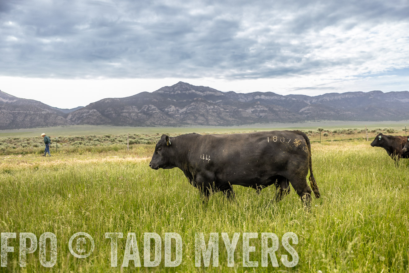 TMyers_PP_Perigo_Nevada_June2023-515024