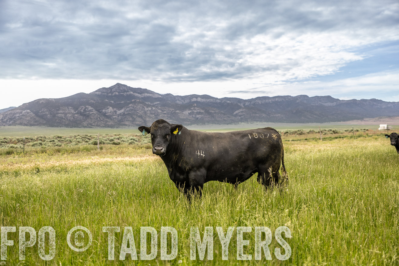 TMyers_PP_Perigo_Nevada_June2023-515032