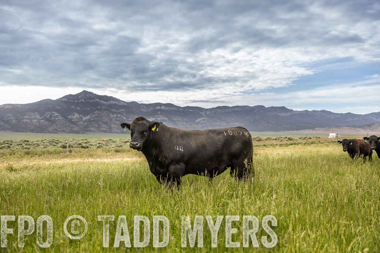 TMyers_PP_Perigo_Nevada_June2023-515042