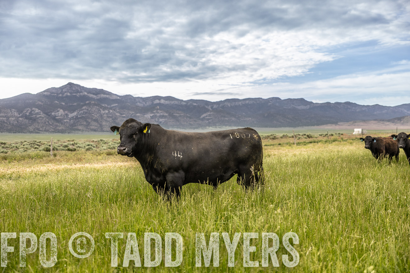 TMyers_PP_Perigo_Nevada_June2023-515059