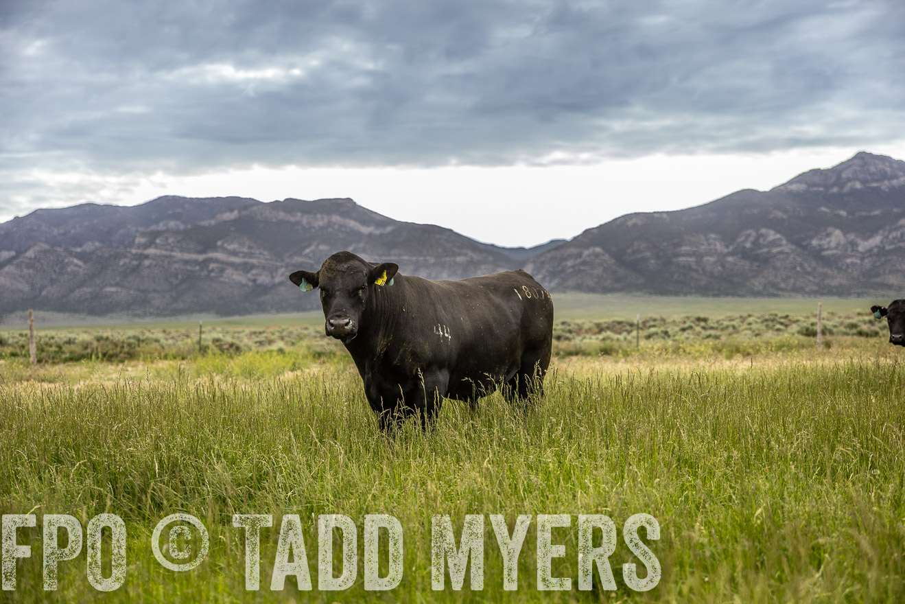 TMyers_PP_Perigo_Nevada_June2023-515145