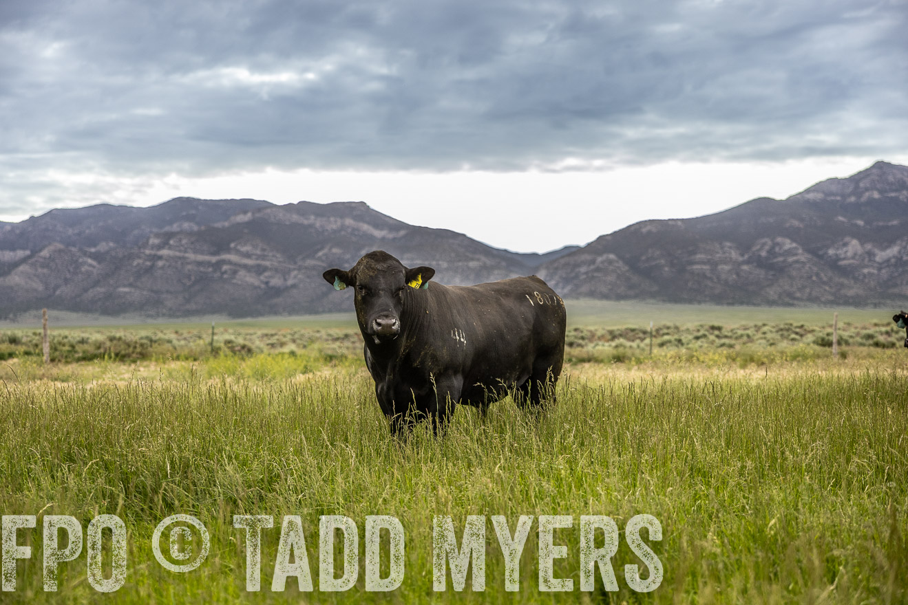 TMyers_PP_Perigo_Nevada_June2023-515153