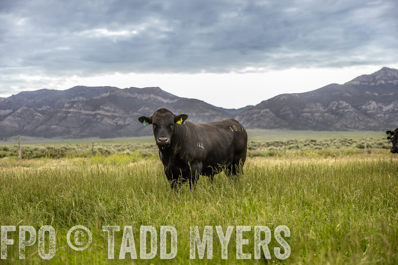 TMyers_PP_Perigo_Nevada_June2023-515157