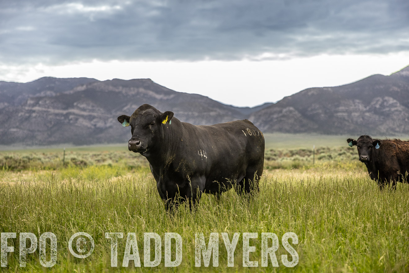 TMyers_PP_Perigo_Nevada_June2023-515164