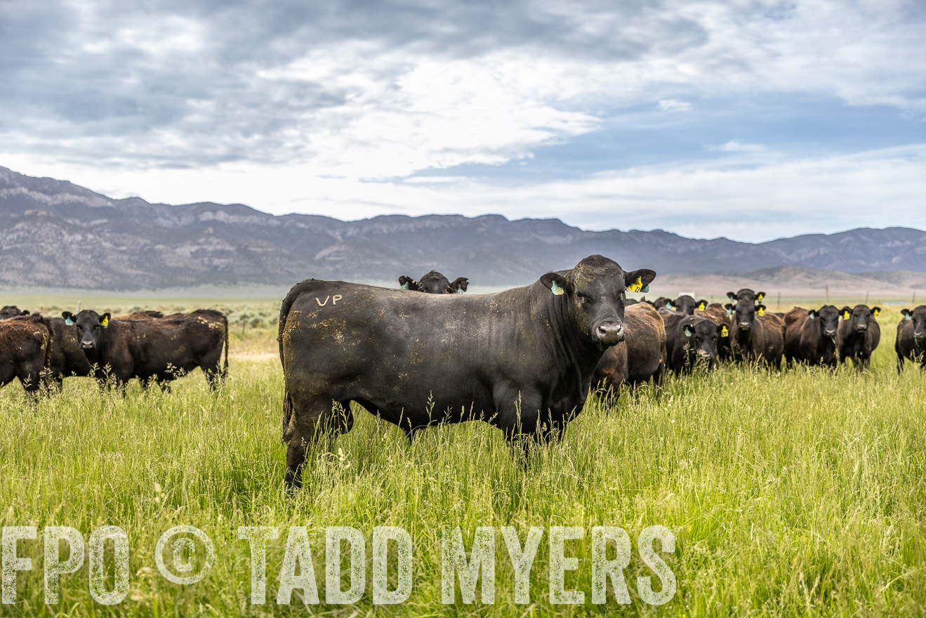 TMyers_PP_Perigo_Nevada_June2023-515189