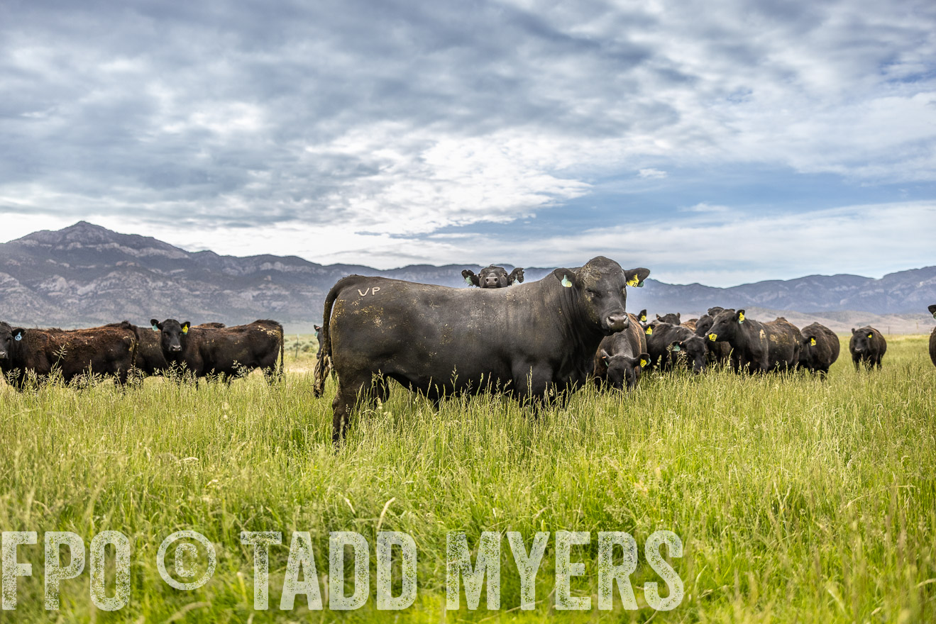 TMyers_PP_Perigo_Nevada_June2023-515204
