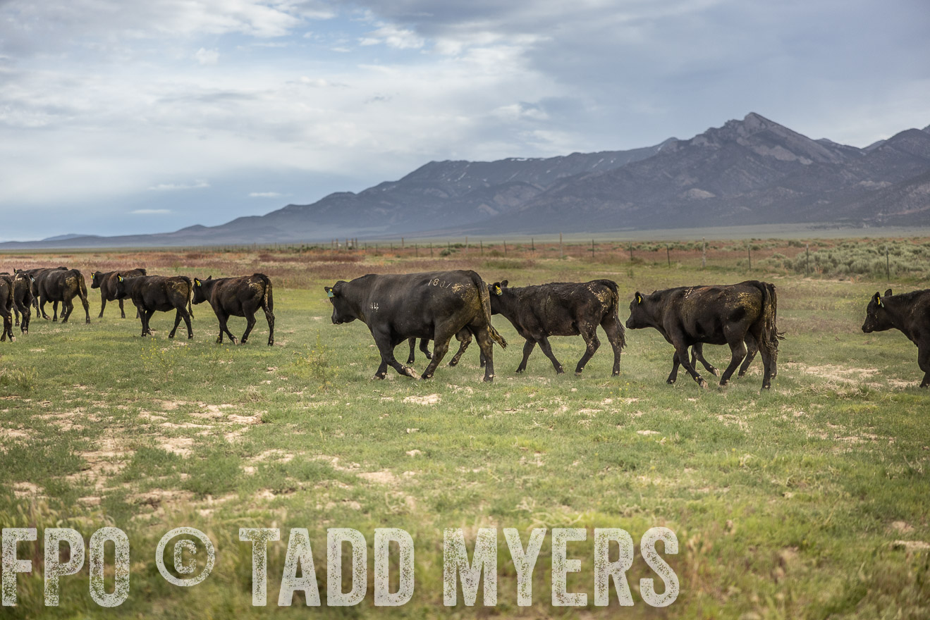 TMyers_PP_Perigo_Nevada_June2023-515247