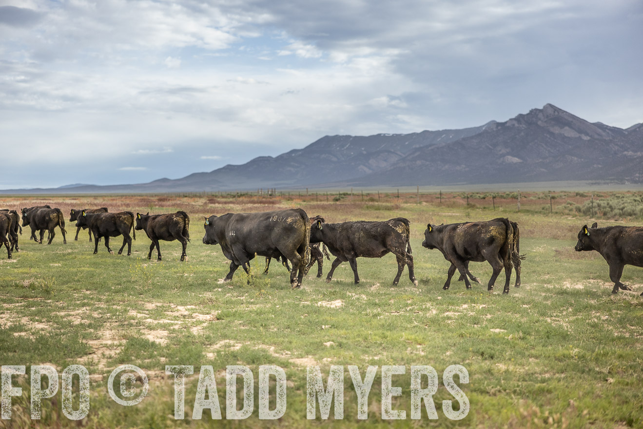 TMyers_PP_Perigo_Nevada_June2023-515249