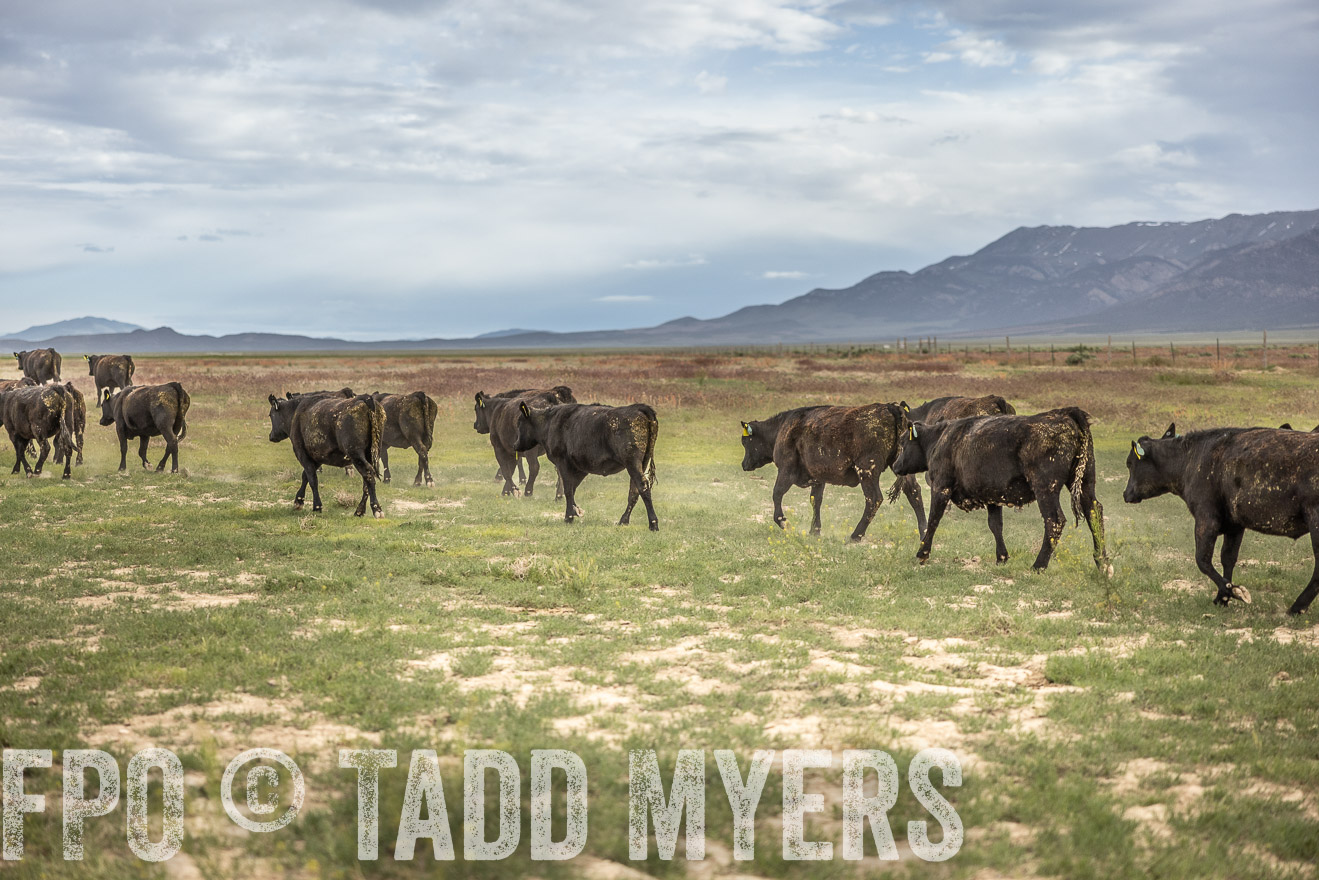TMyers_PP_Perigo_Nevada_June2023-515269