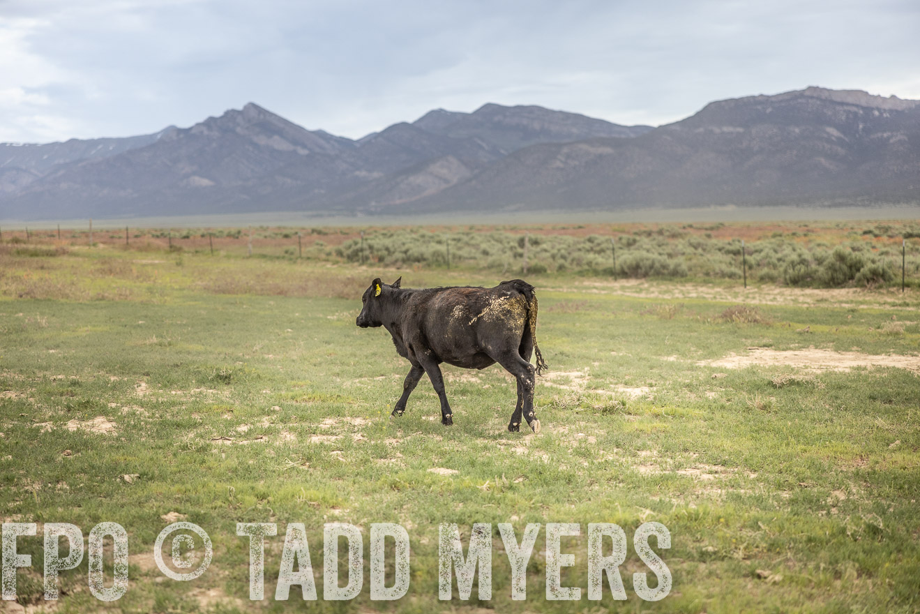 TMyers_PP_Perigo_Nevada_June2023-515275