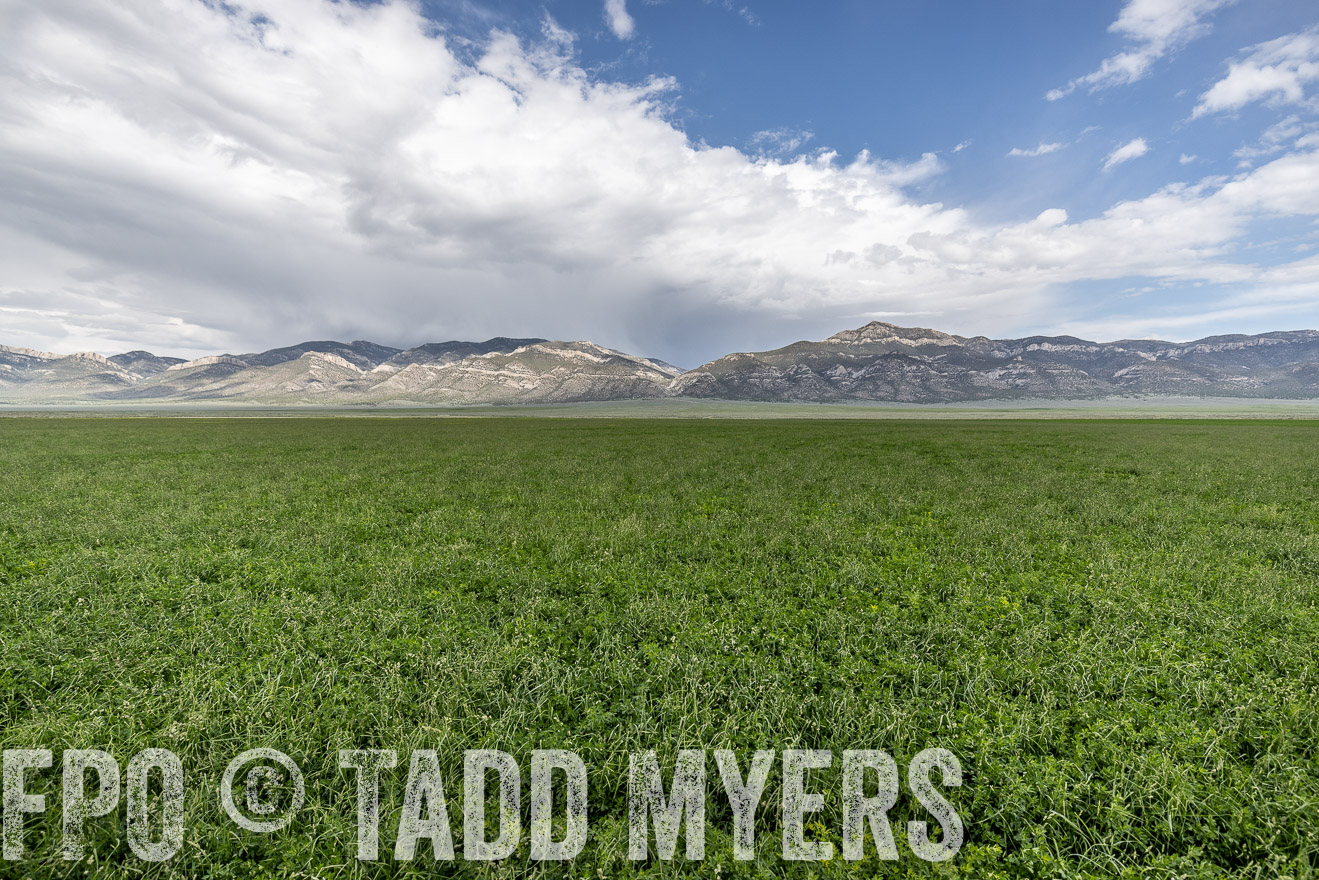 TMyers_PP_Perigo_Nevada_June2023-521828