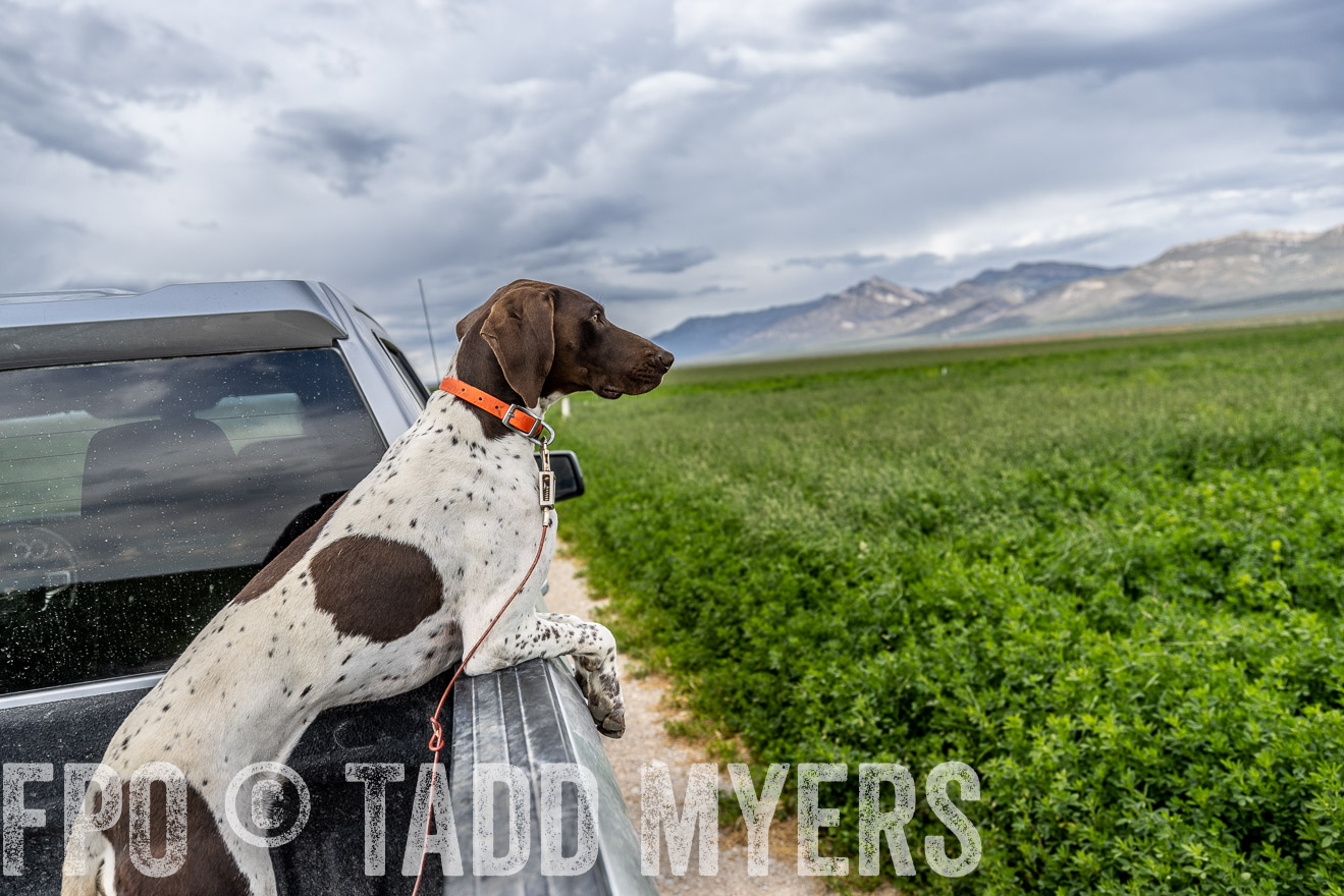 TMyers_PP_Perigo_Nevada_June2023-521883
