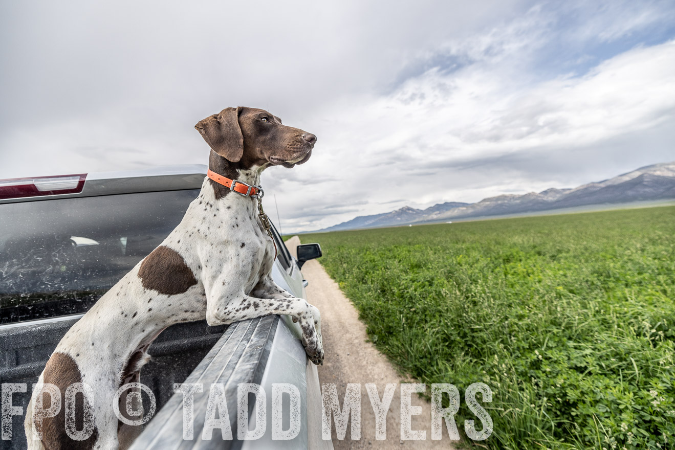 TMyers_PP_Perigo_Nevada_June2023-521928
