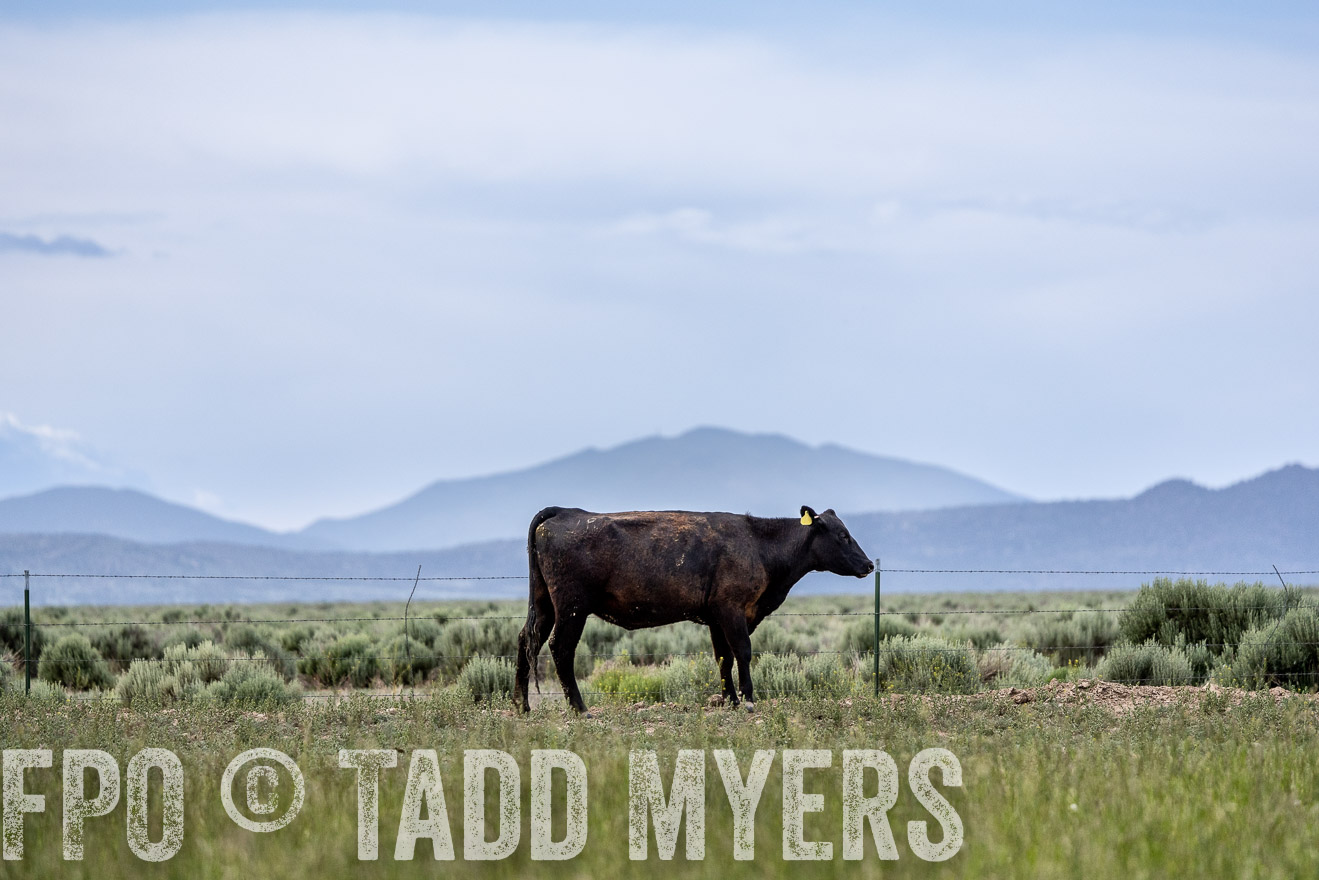 TMyers_PP_Perigo_Nevada_June2023-522296