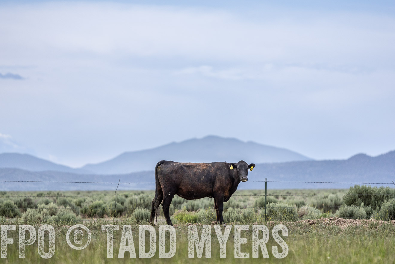 TMyers_PP_Perigo_Nevada_June2023-522307