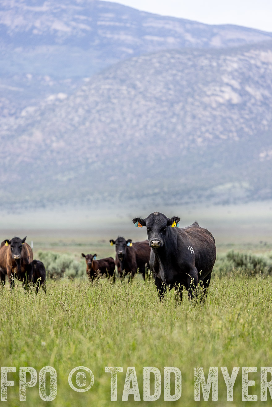 TMyers_PP_Perigo_Nevada_June2023-522339