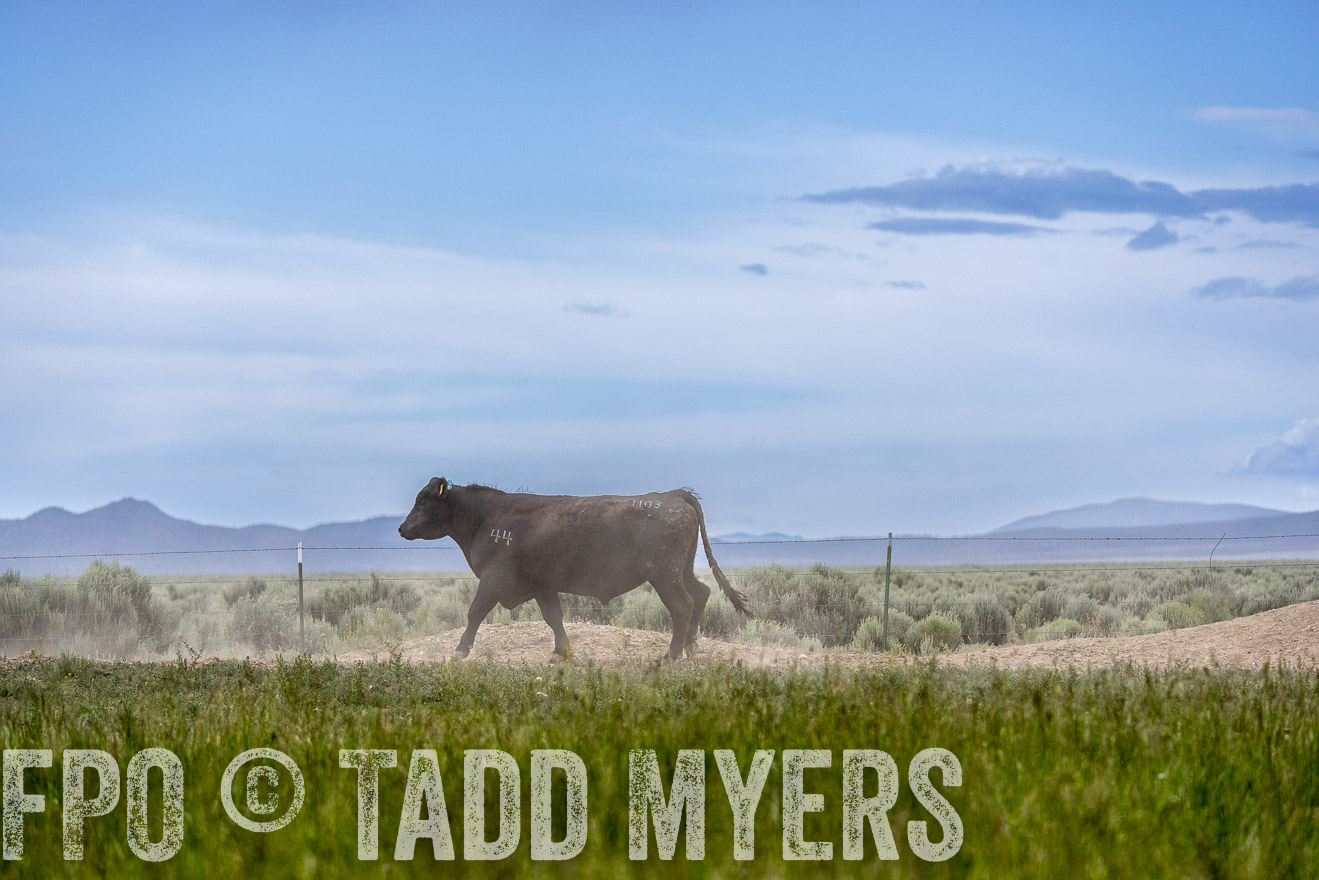 TMyers_PP_Perigo_Nevada_June2023-522421