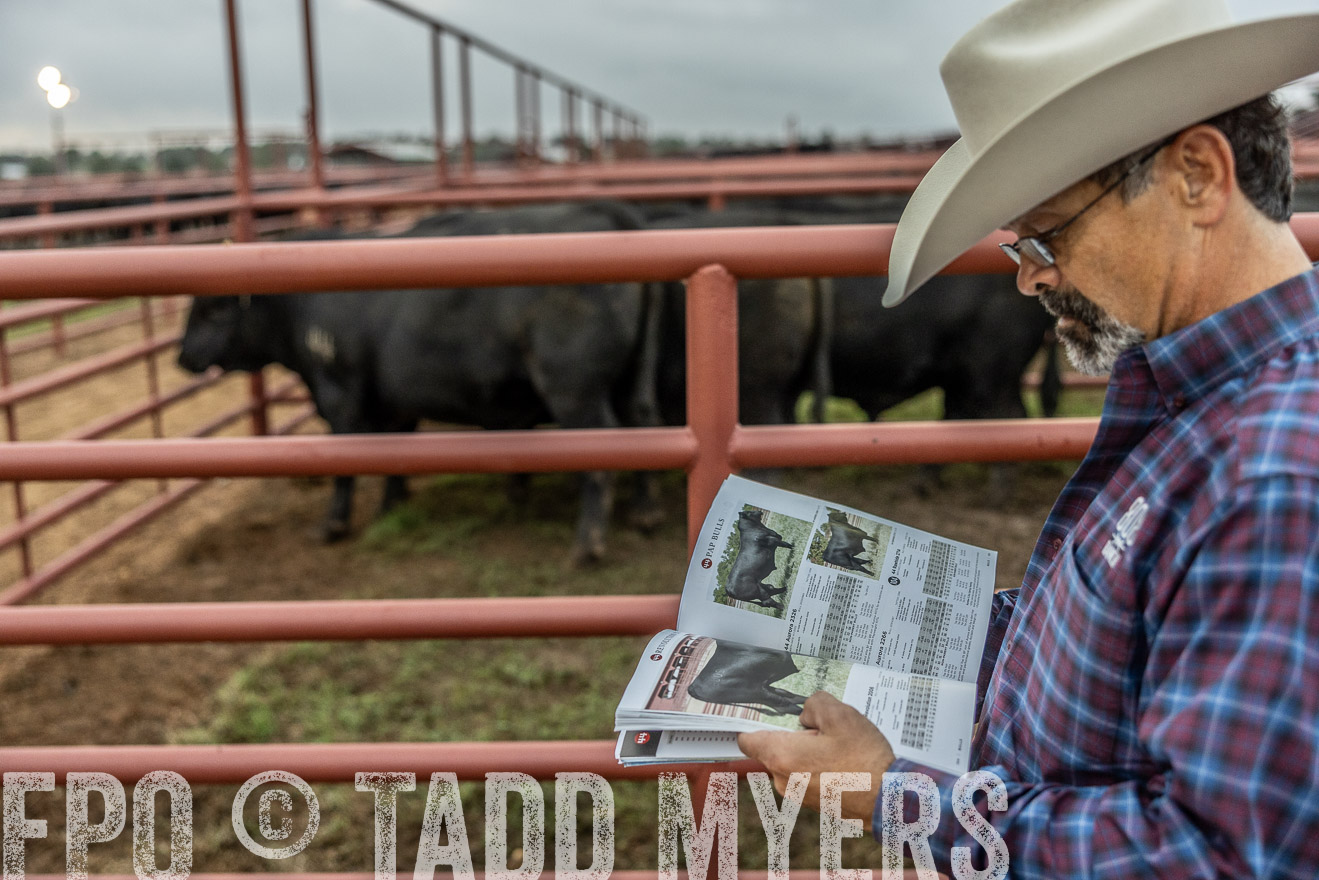 TMyers_FallBullSale_Cameron_Oct2023-514731