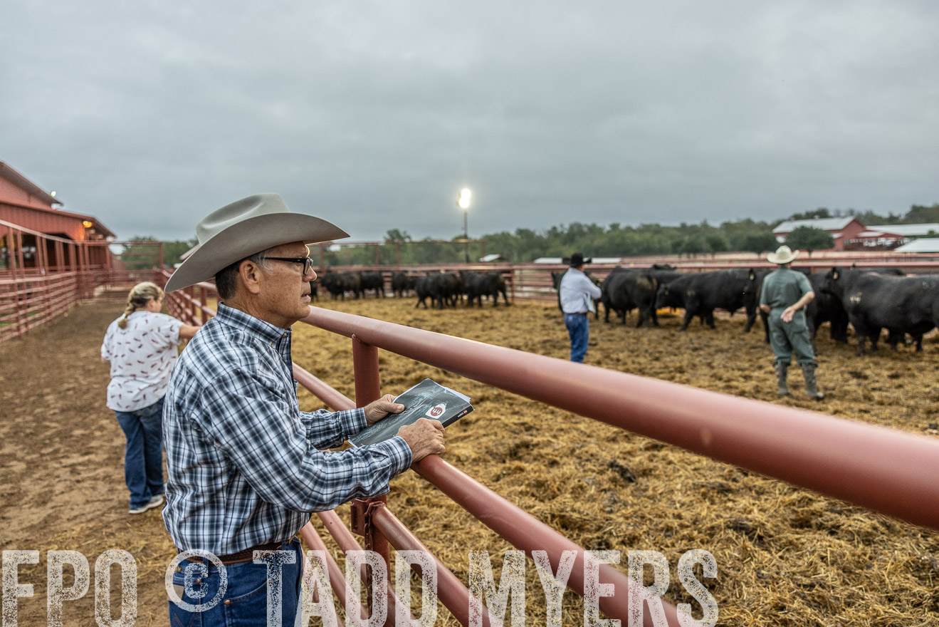 TMyers_FallBullSale_Cameron_Oct2023-514738