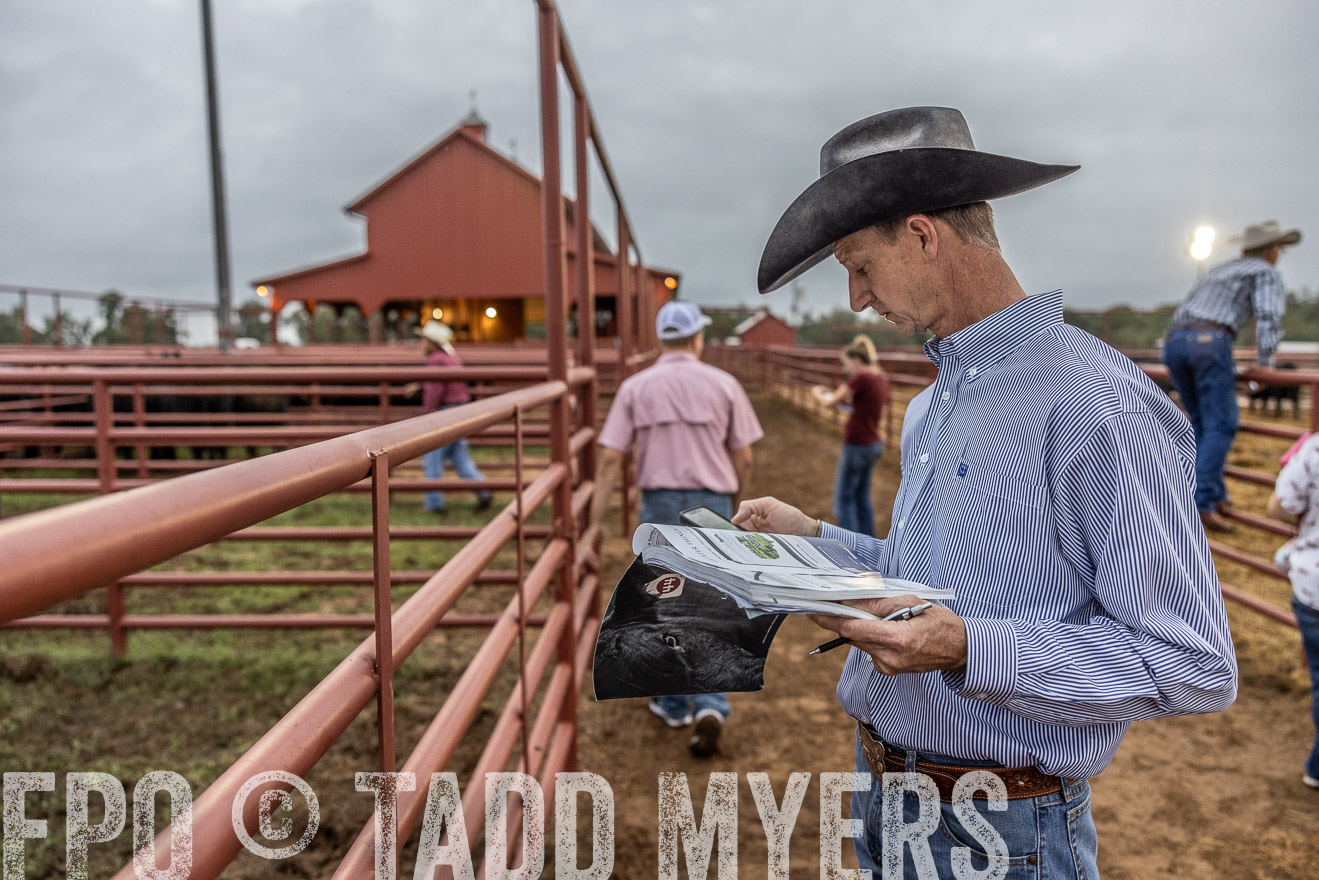 TMyers_FallBullSale_Cameron_Oct2023-514745