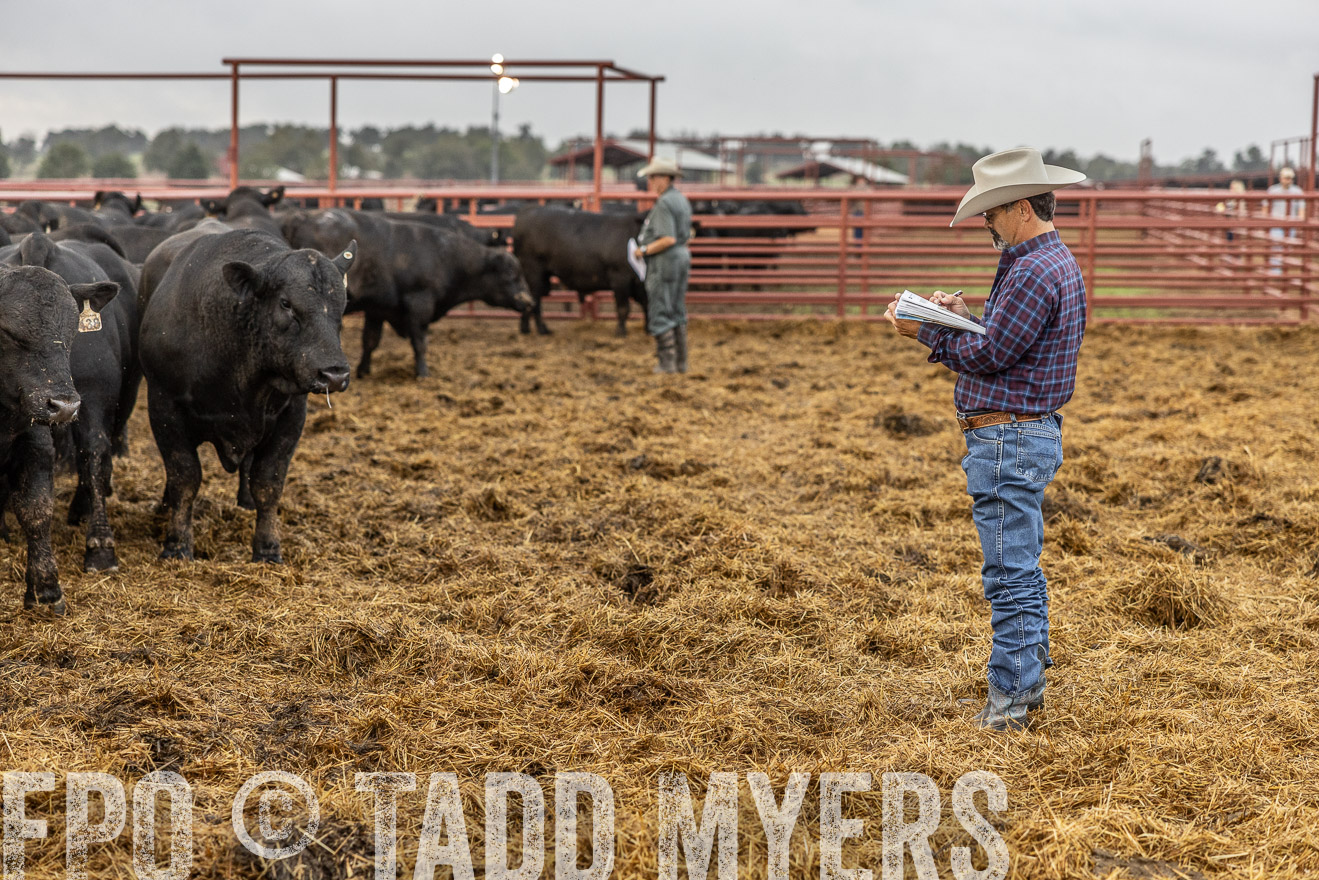 TMyers_FallBullSale_Cameron_Oct2023-514755