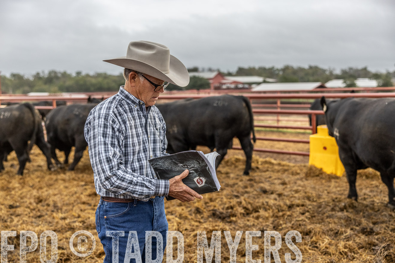 TMyers_FallBullSale_Cameron_Oct2023-514771