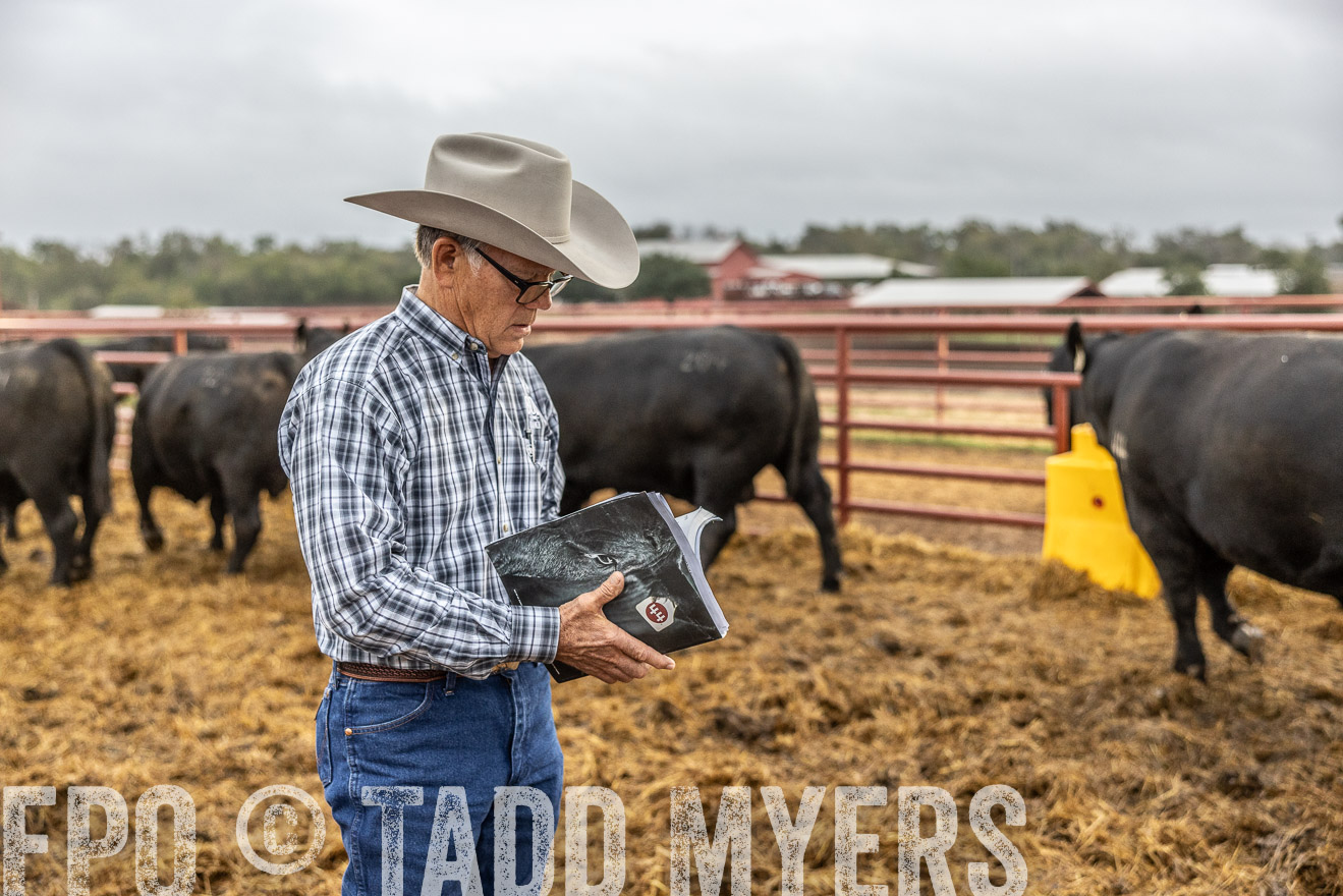 TMyers_FallBullSale_Cameron_Oct2023-514772