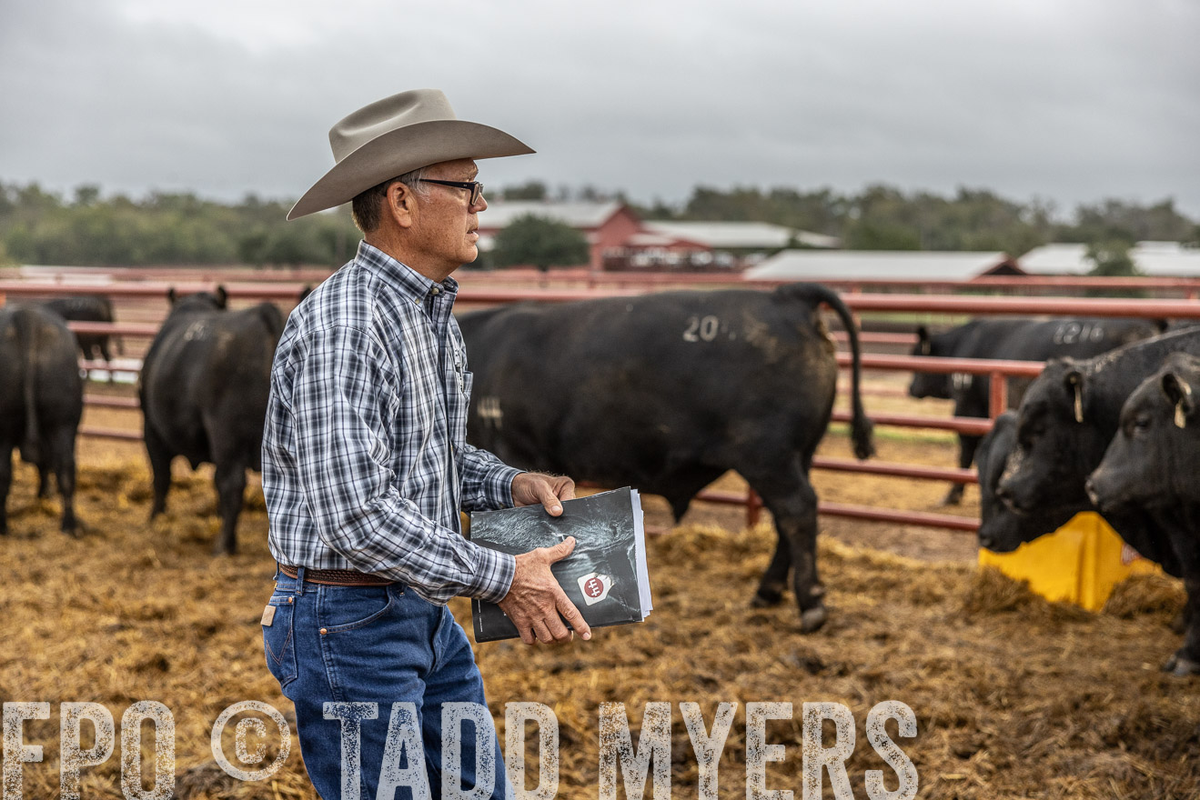 TMyers_FallBullSale_Cameron_Oct2023-514778