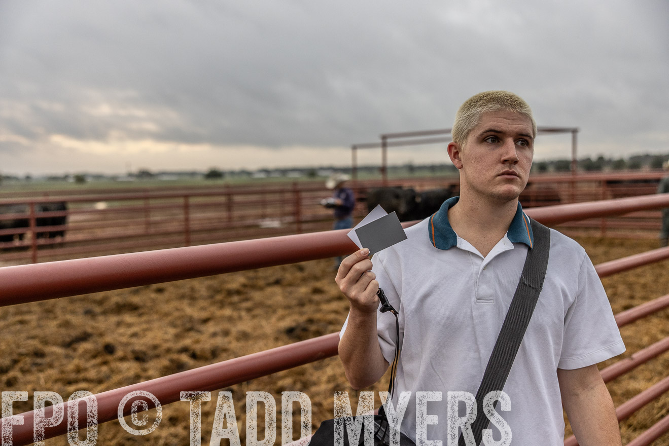 TMyers_FallBullSale_Cameron_Oct2023-514790