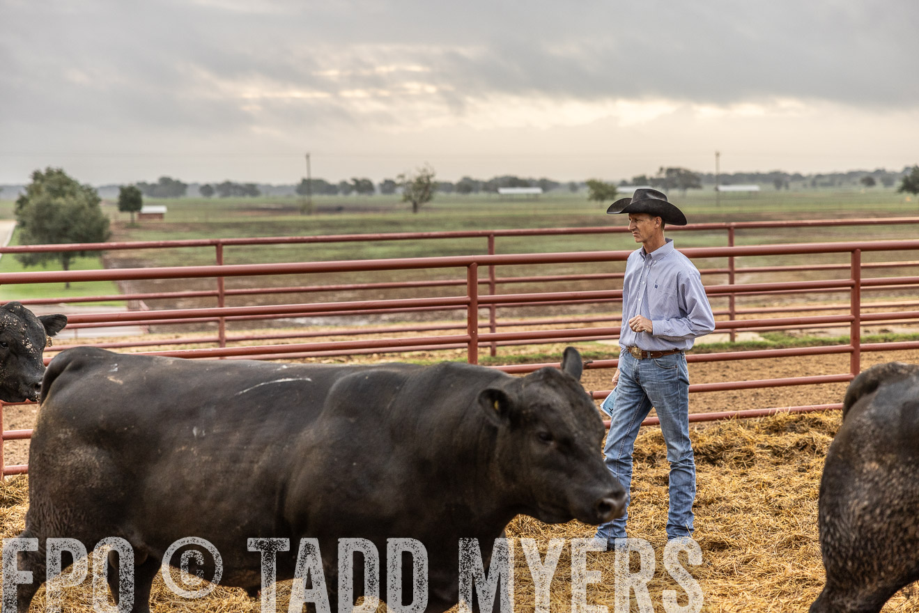 TMyers_FallBullSale_Cameron_Oct2023-514797