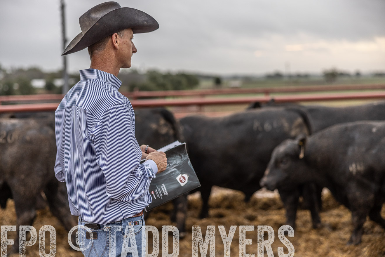 TMyers_FallBullSale_Cameron_Oct2023-514846
