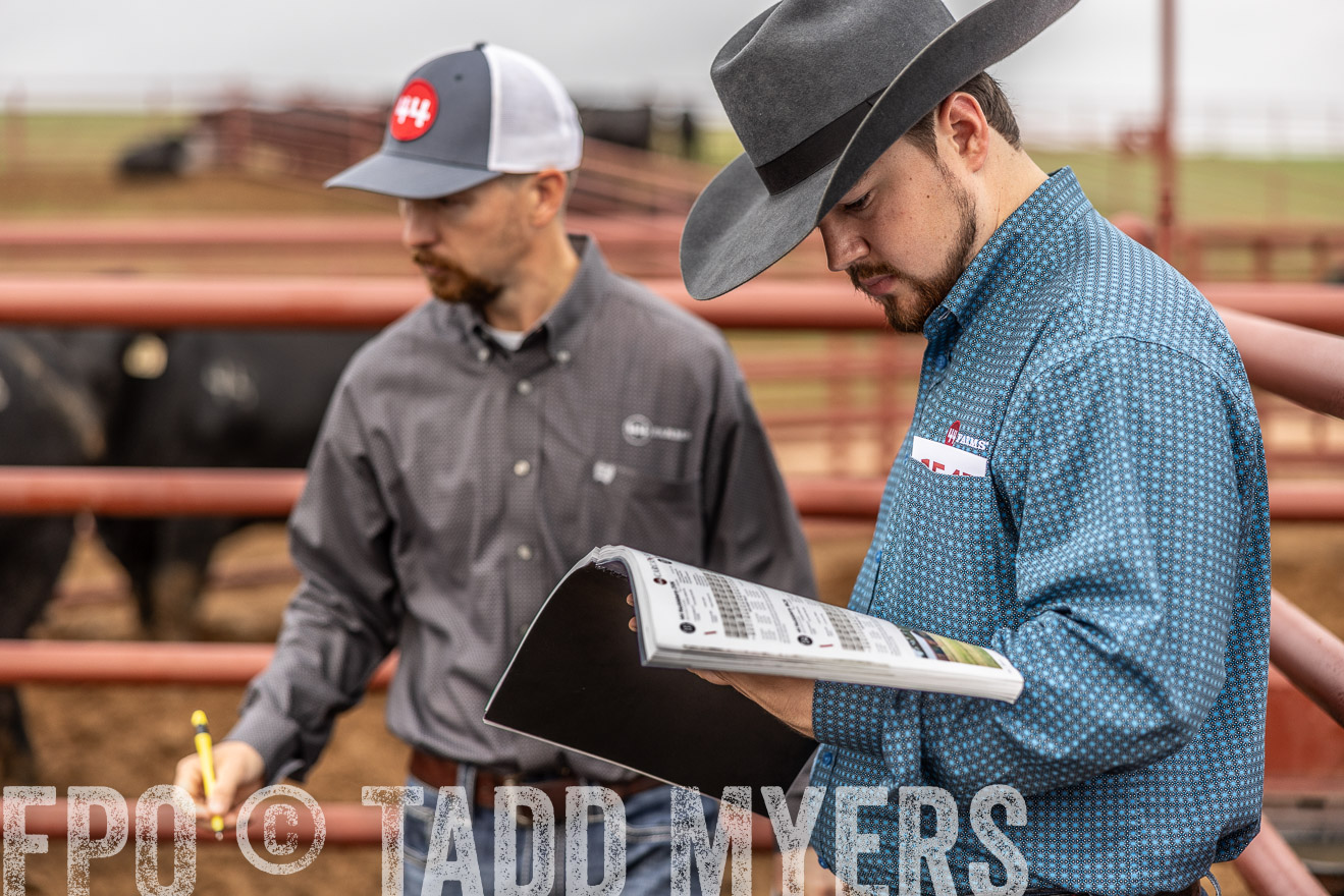 TMyers_FallBullSale_Cameron_Oct2023-514895