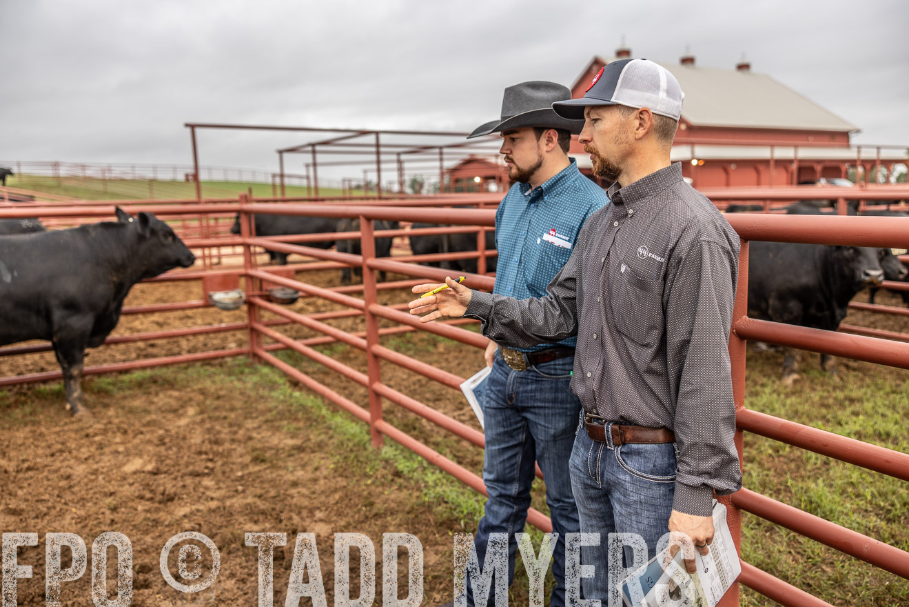 TMyers_FallBullSale_Cameron_Oct2023-514907