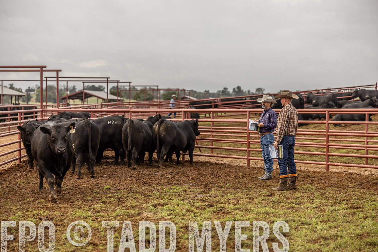 TMyers_FallBullSale_Cameron_Oct2023-514915