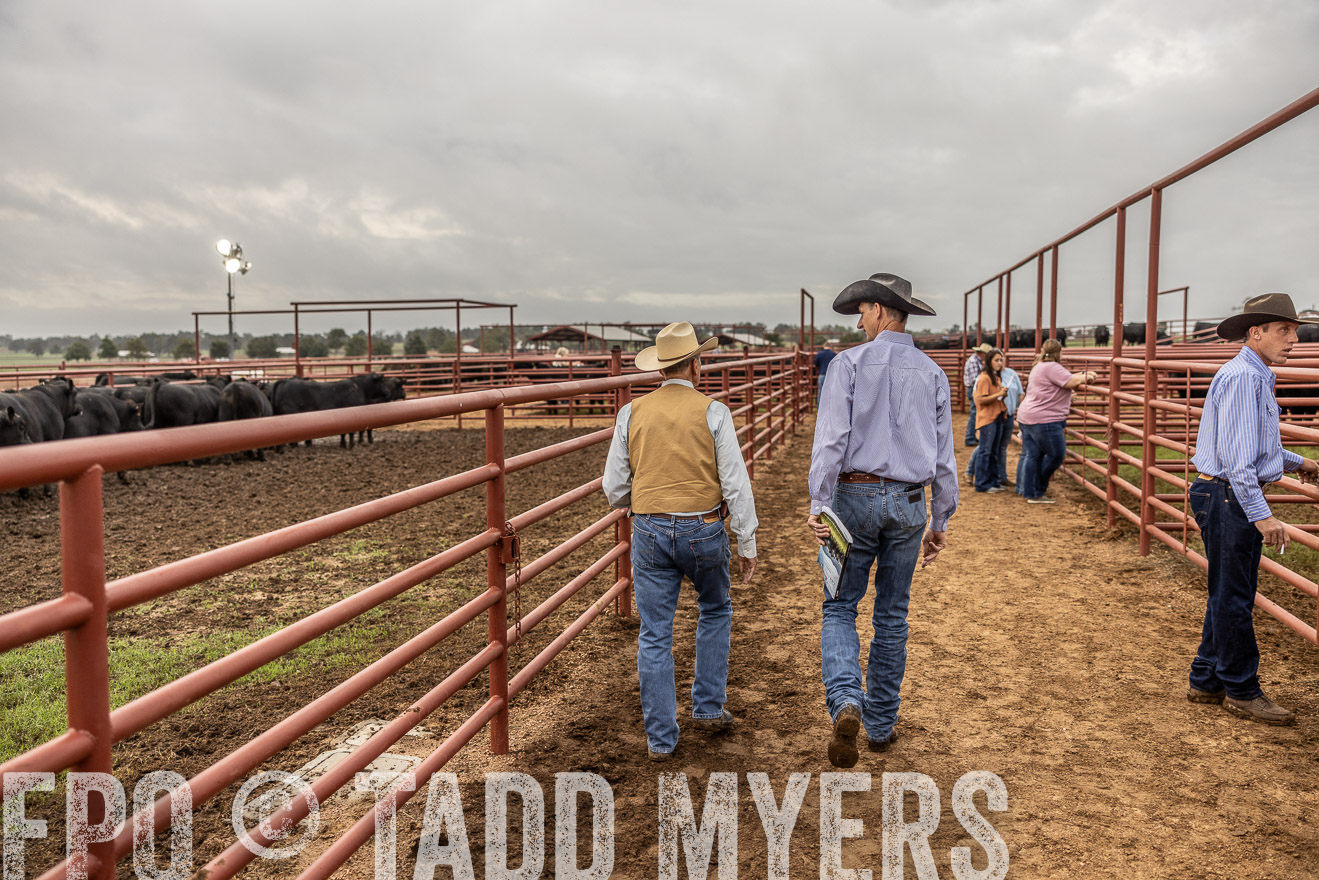 TMyers_FallBullSale_Cameron_Oct2023-514919