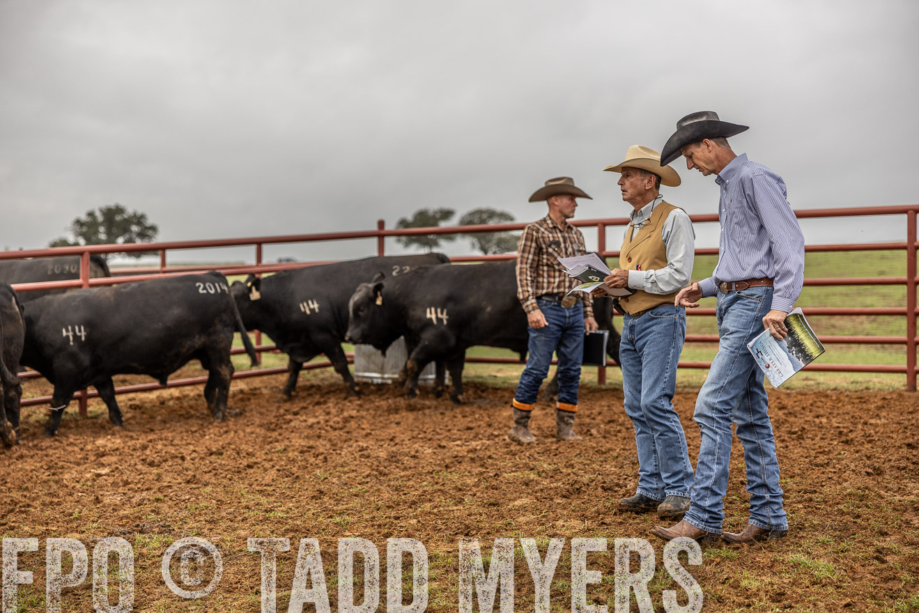TMyers_FallBullSale_Cameron_Oct2023-514941