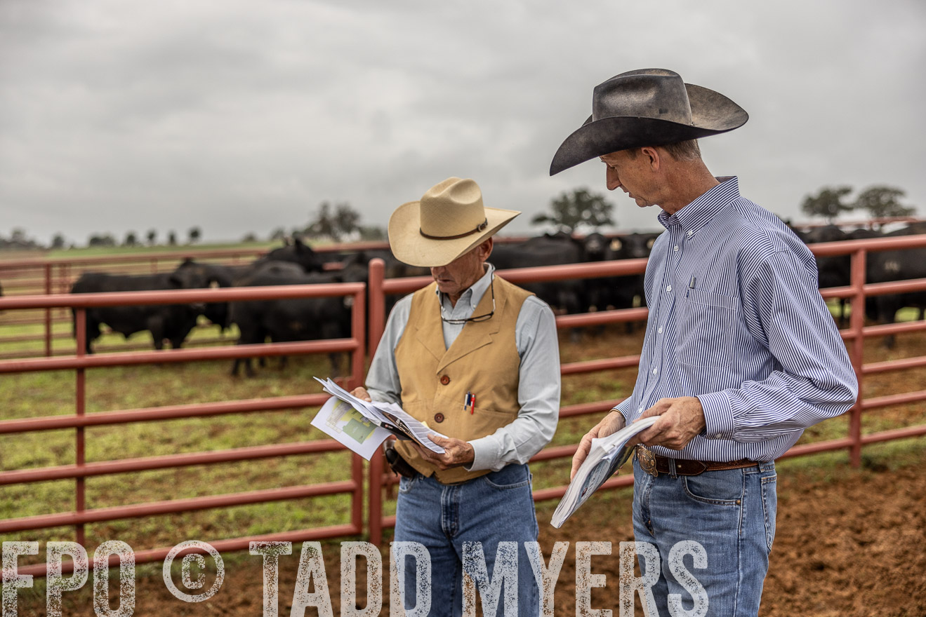 TMyers_FallBullSale_Cameron_Oct2023-514973