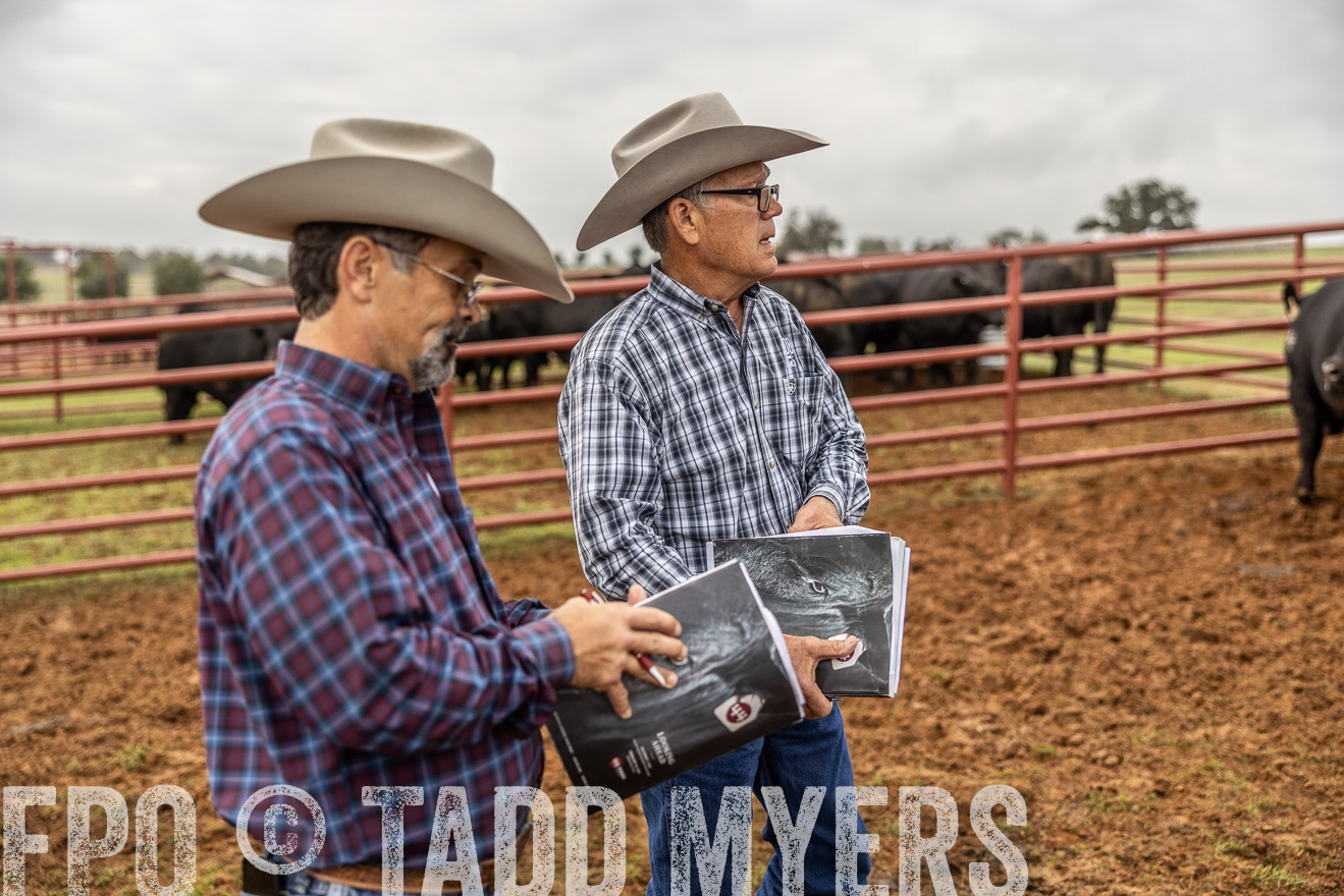 TMyers_FallBullSale_Cameron_Oct2023-514979