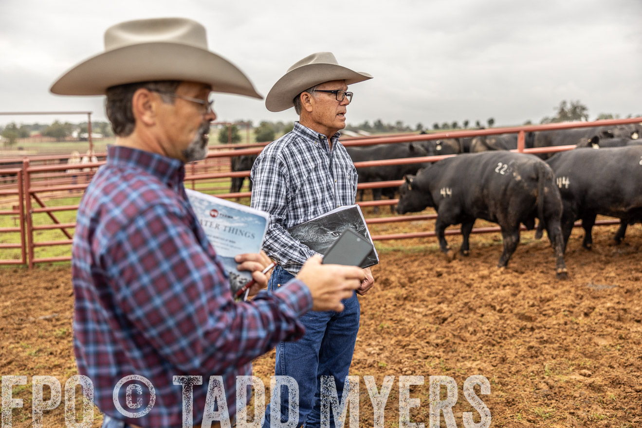 TMyers_FallBullSale_Cameron_Oct2023-514987