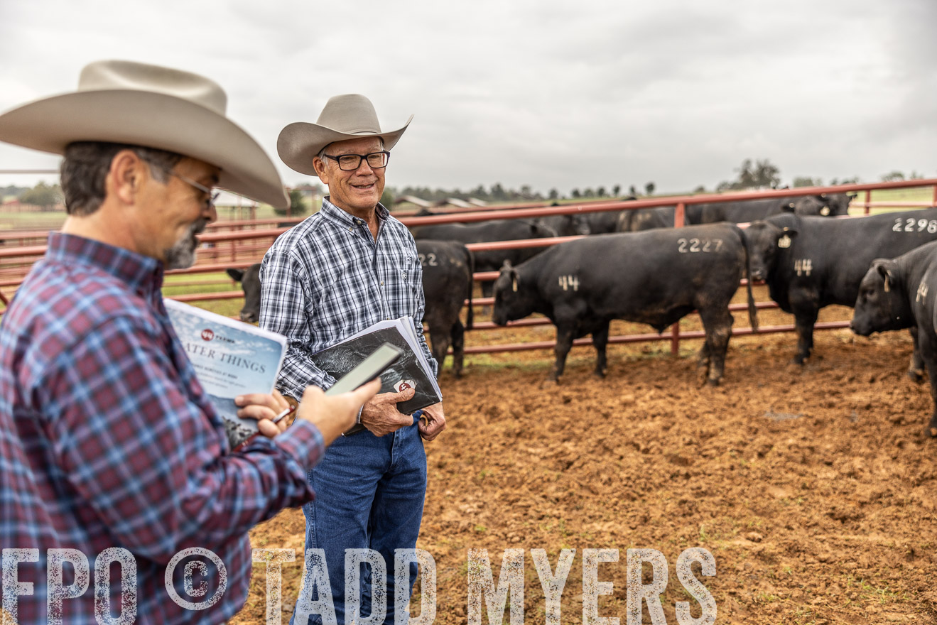 TMyers_FallBullSale_Cameron_Oct2023-514989