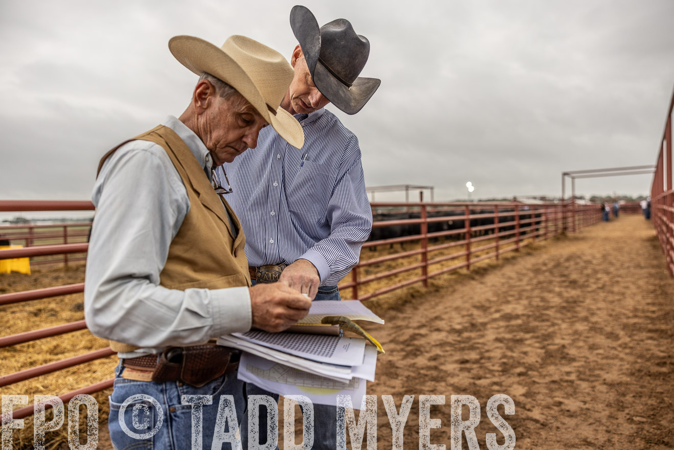 TMyers_FallBullSale_Cameron_Oct2023-515010