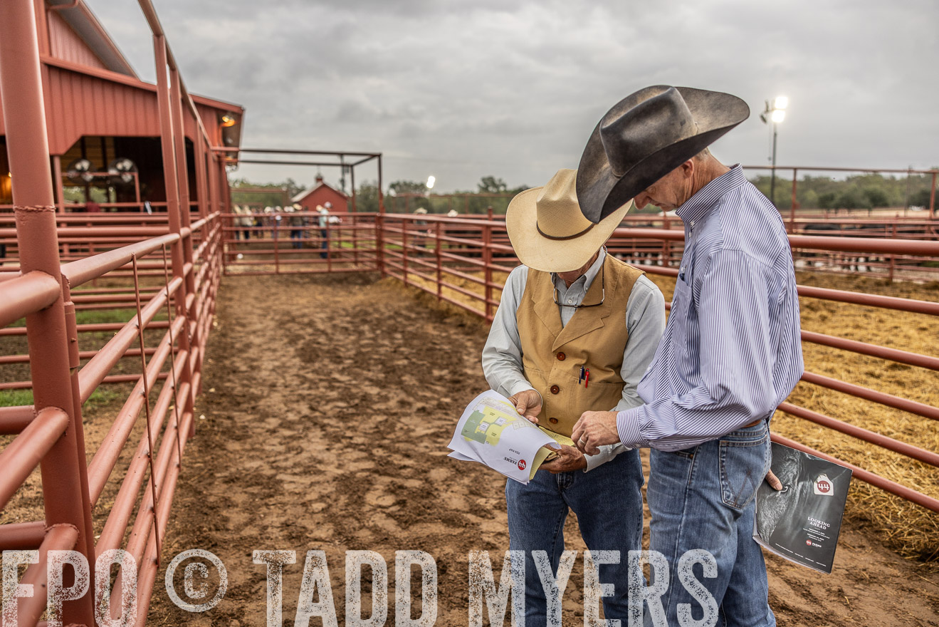 TMyers_FallBullSale_Cameron_Oct2023-515029