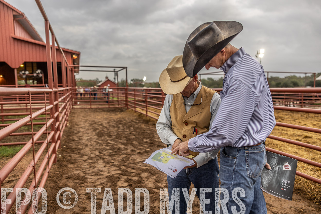TMyers_FallBullSale_Cameron_Oct2023-515032