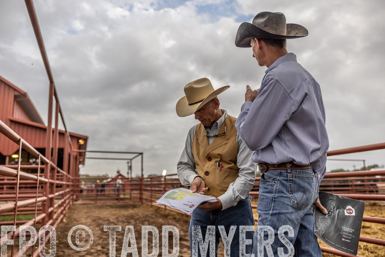 TMyers_FallBullSale_Cameron_Oct2023-515034