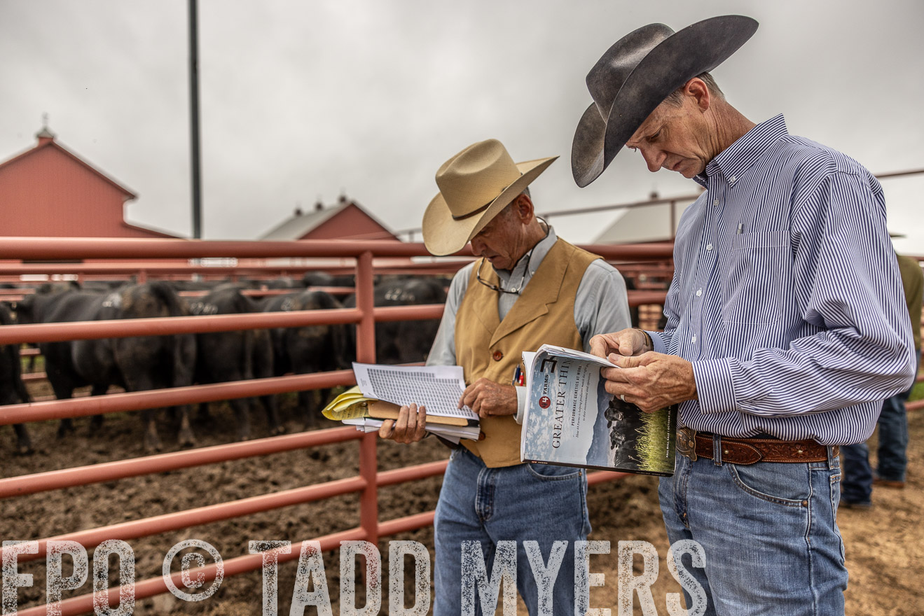 TMyers_FallBullSale_Cameron_Oct2023-515065
