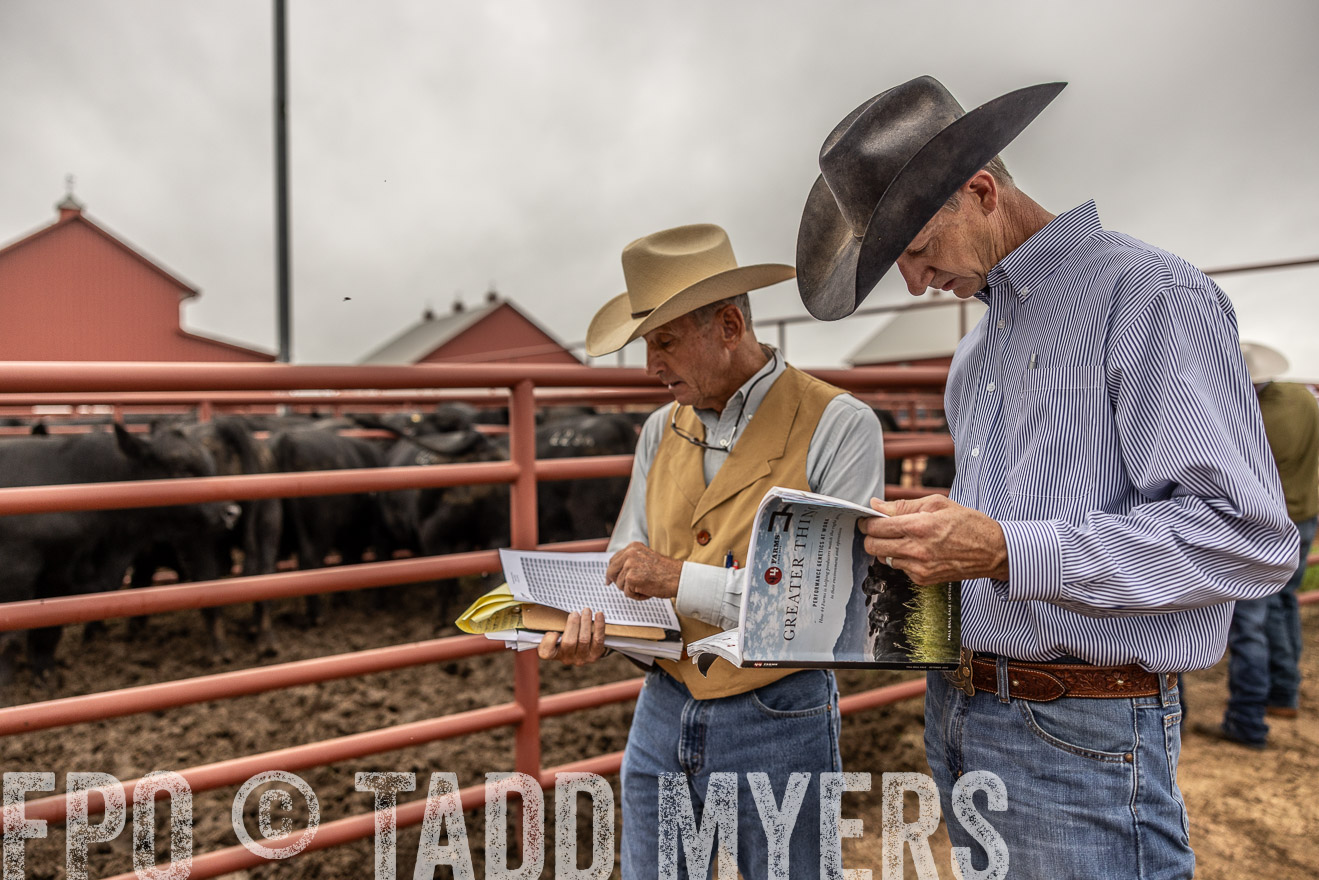 TMyers_FallBullSale_Cameron_Oct2023-515068